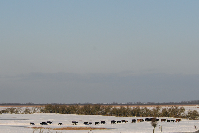  Oostvaardersplassen Nature reserve
