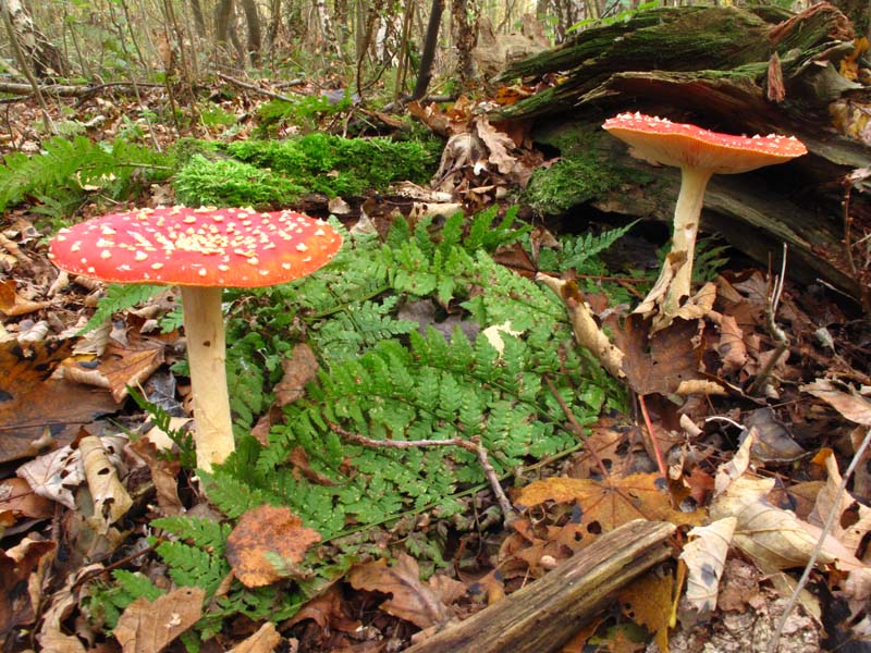 Vliegenzwam  - Amanita muscaria - Fly agaric