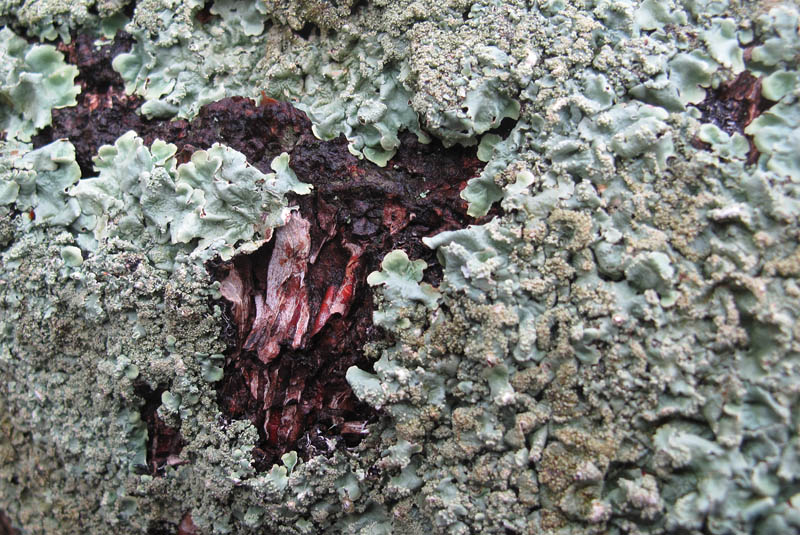Korstmos  Lichen.jpg