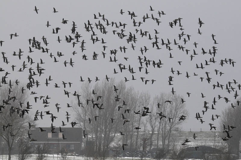 Rotgans - Barnacle Geese