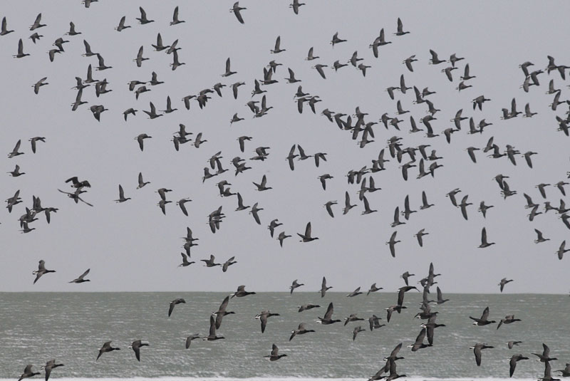 Rotgans. - Barnacle Geese