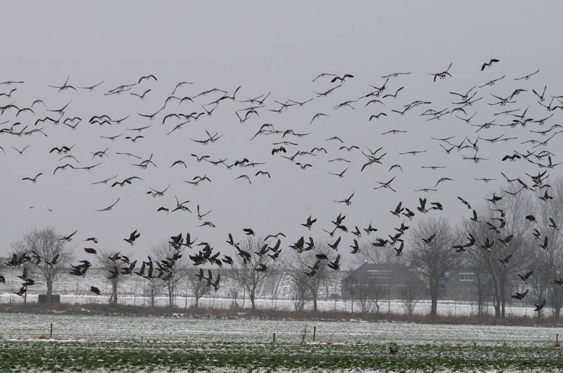  Rotgans - Barnacle Geese