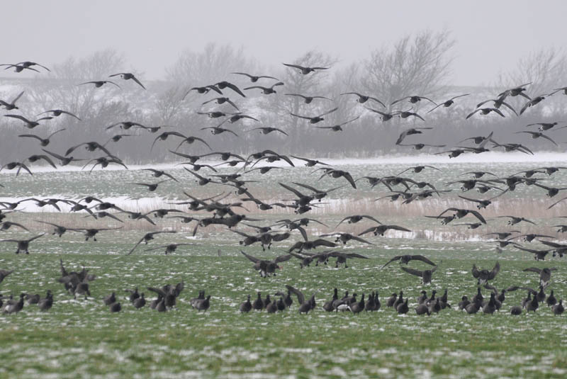  Rotgans - Barnacle Geese
