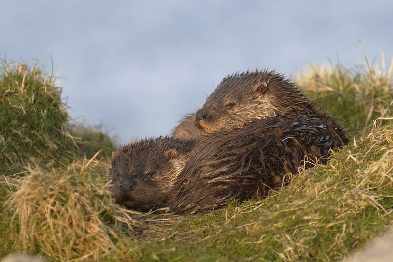 Ottercubs  photo: Brydon Thomason