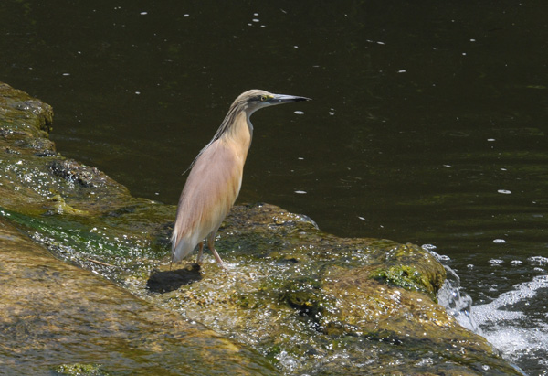 Squacco Heron - Ardeolo rallodus