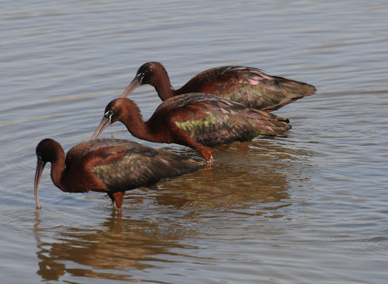 Glossy Ibis - Plegadis falcinellus