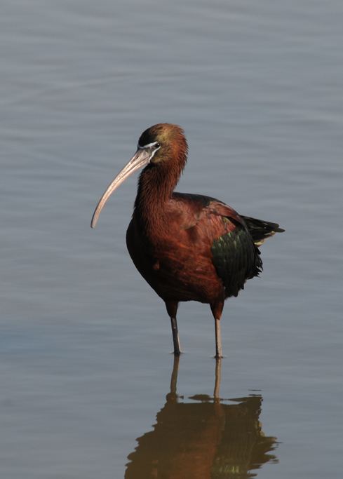 Glossy Ibis - Plegadis falcinellus