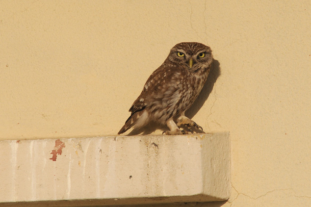 Little owl - Athene noctua - Steenuil