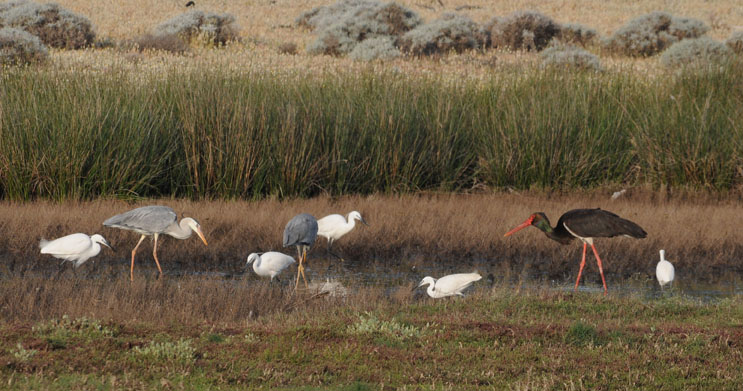 Black Stork - Ciconis nigra - Zwarte Ooievaar