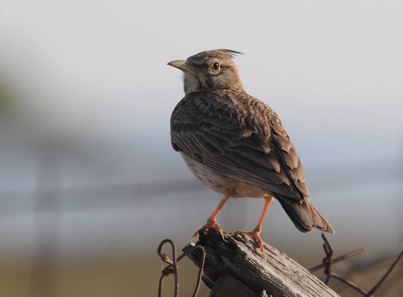 Crested Lark - Galerida cristata - Kuifleeuwerik