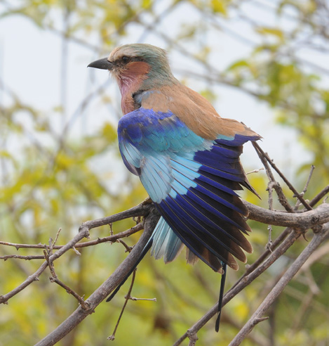 Lilacbreasted Roller - Coracias caudata
