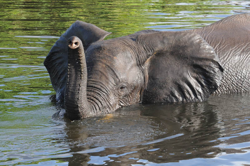 African Elephant - Loxodonta africana