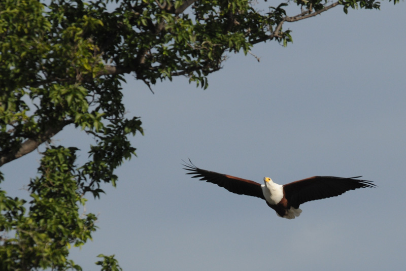 African Fish Eagle - Haliaeetus vocifer