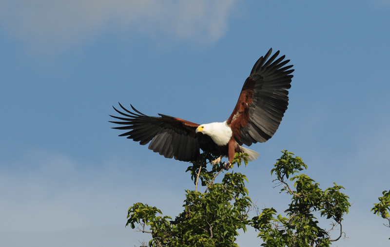African Fish Eagle - Haliaeetus vocifer