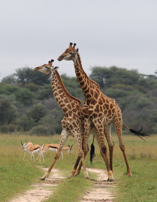 Giraffe - Giraffa camelopardalis
