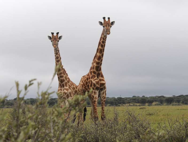 Giraffe - Giraffa camelopardalis