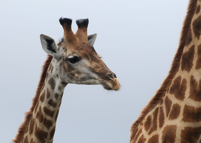 Giraffe - Giraffa camelopardalis