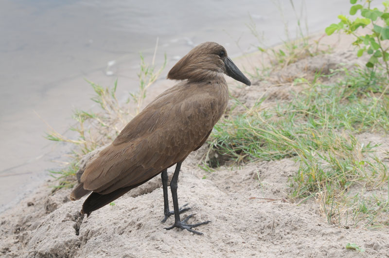 Hamerkop - Scopus umbretta
