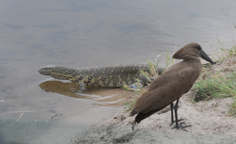 Hamerkop - Scopus umbretta
