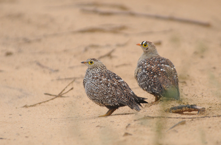 Doublebanded Sandgrouse - Pterocles bicinctus
