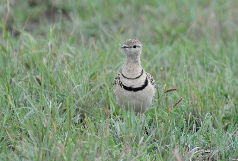 Doublebanded Courser - Smutsornis africanus