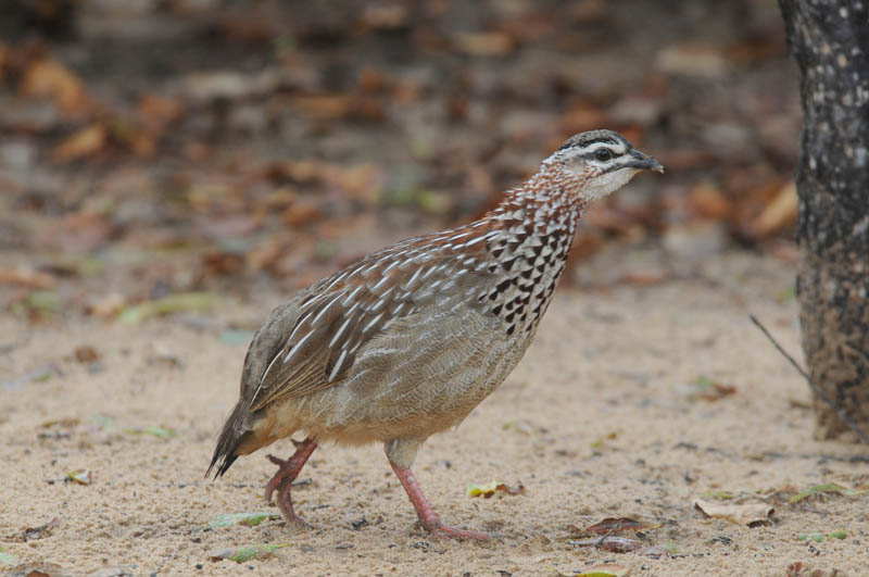Crested Francolin - Francolinus sephaena