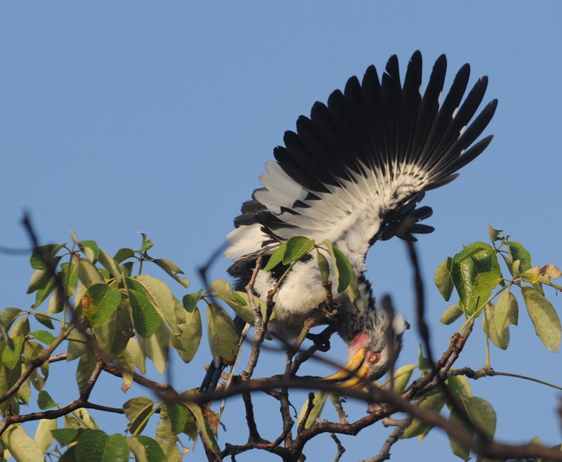 Yellowbilled Hornbill - Tockus leucomelas