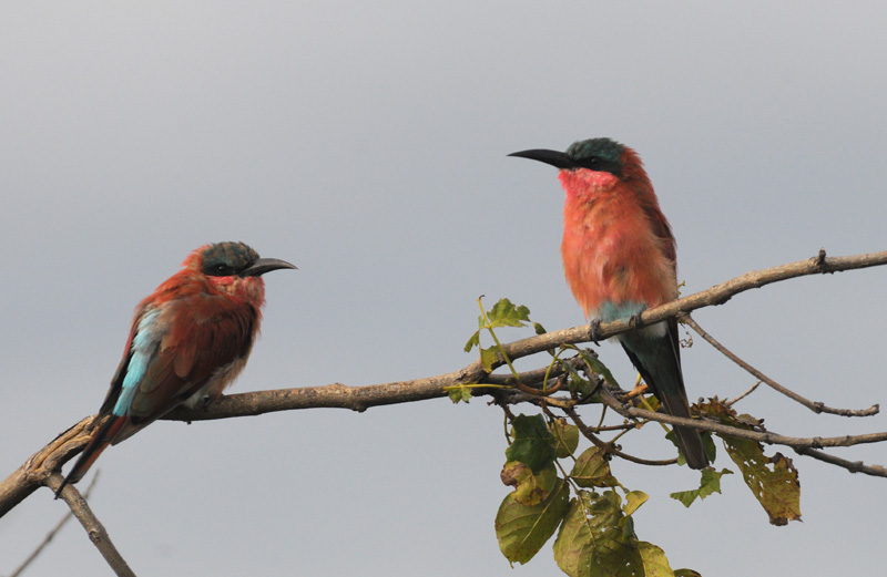 Carmine Bee-Eater - Merops nubicoides