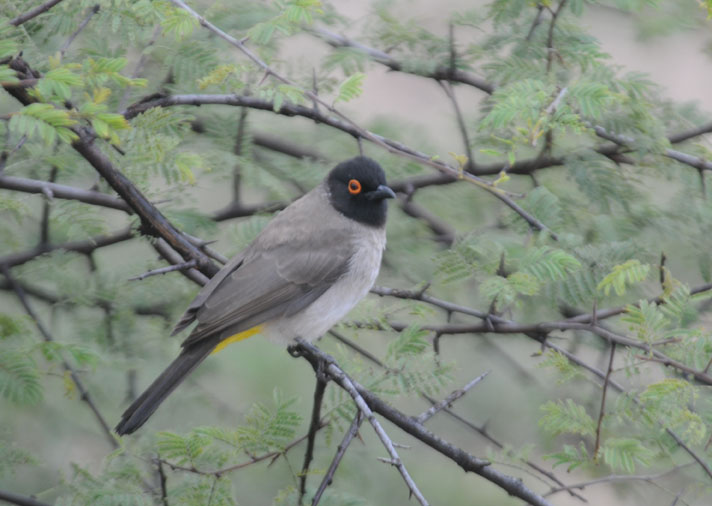 Redeyed Bulbul - Pycnonotis nigricans