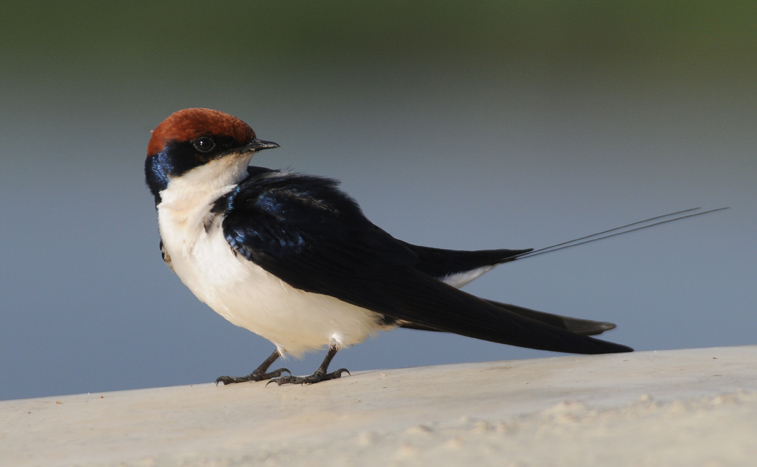 Wiretailed Swallow - Hirundo smithii
