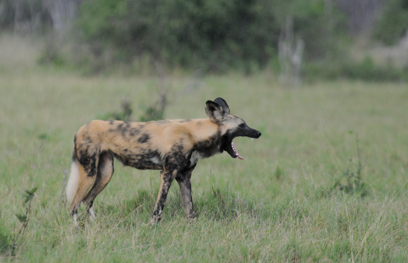 Wild dog - Lycaon pictus