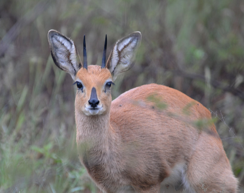 Steinbuck - Raphicerus campestris