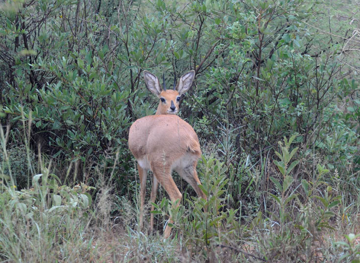 Steinbuck - Raphicerus campestris