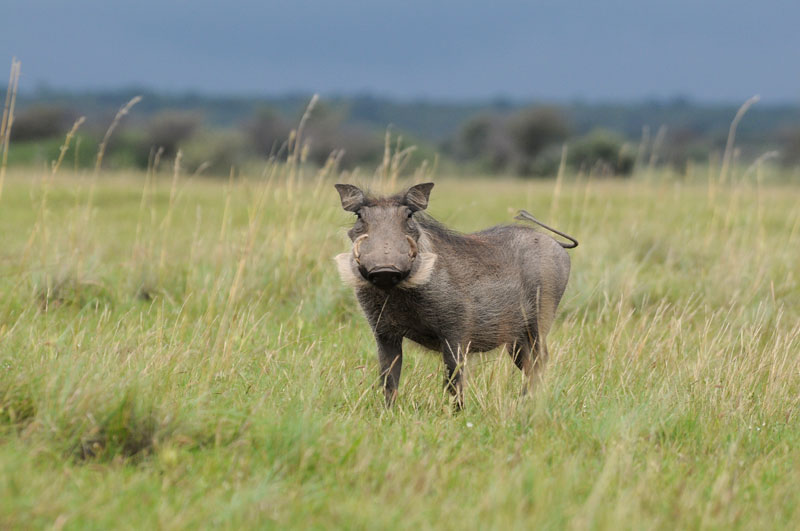 Common Warthog - Phacochoerus africanus