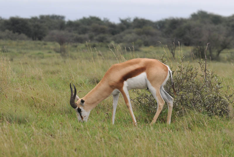 Springbuck - Antidorcas - marsupialis