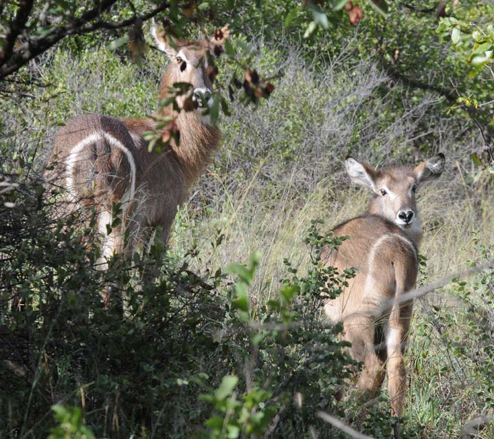 Waterbuck - Kobus ellipsiprymnus