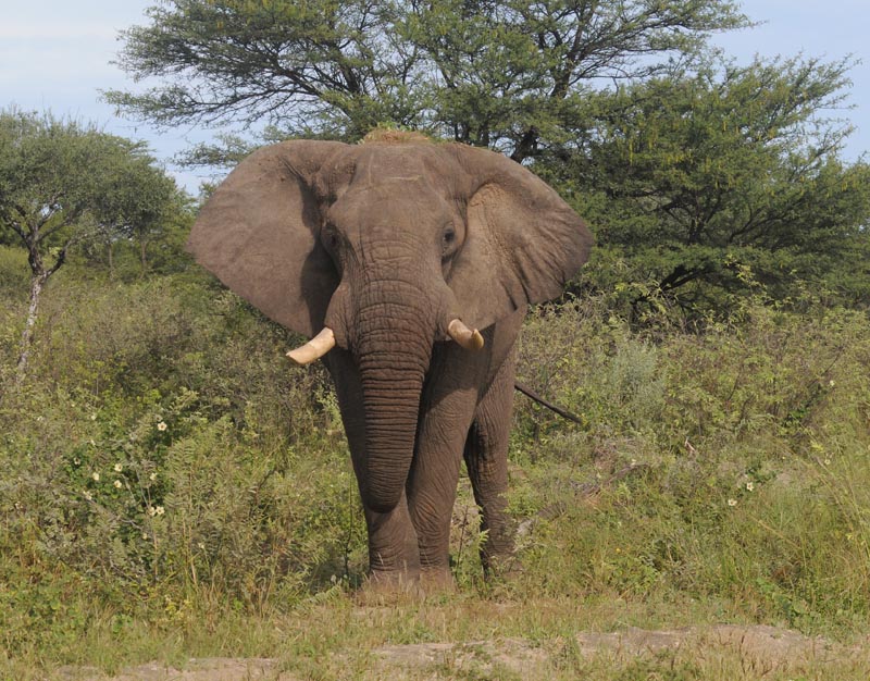 African Elephant - Loxodonta africana