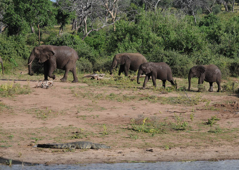 African Elephant - Loxodonta africana