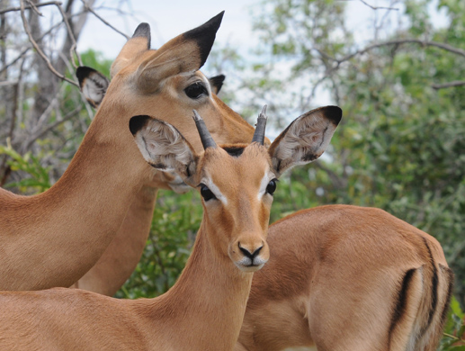 Impala - Aepyceros - melampus