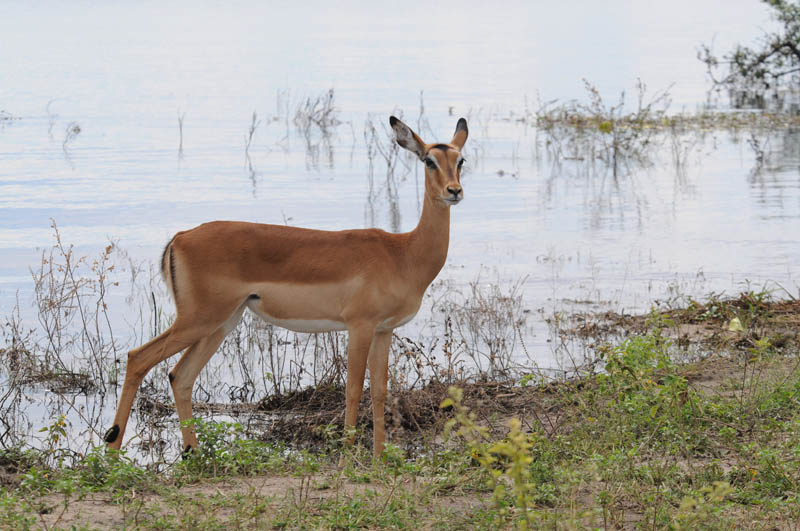 Impala - Aepyceros - melampus