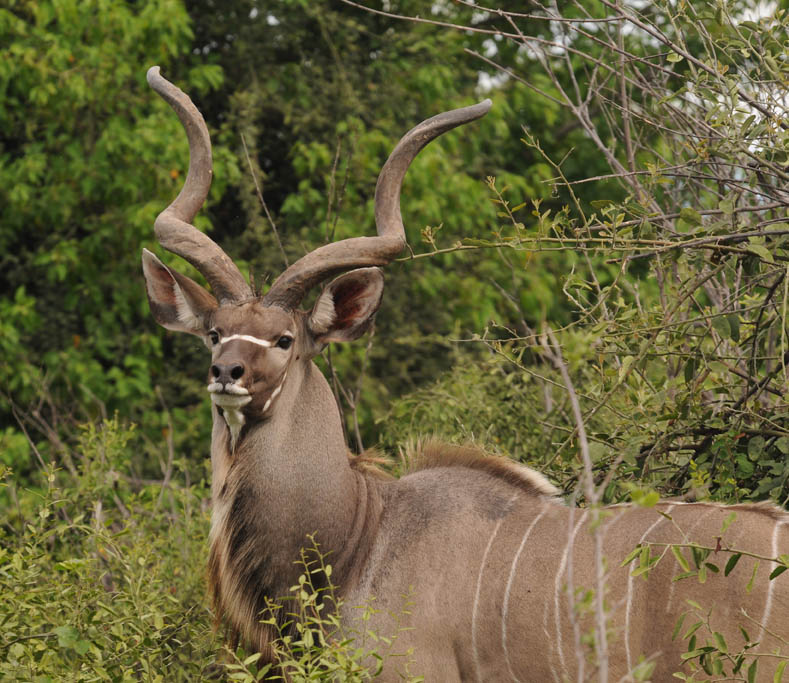Greater Kudu - Tragelasphus strepsiceros
