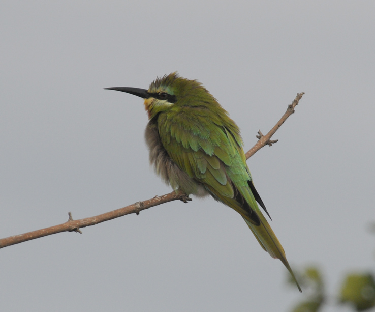Bluecheeked Bee-Eater - Merops persicus