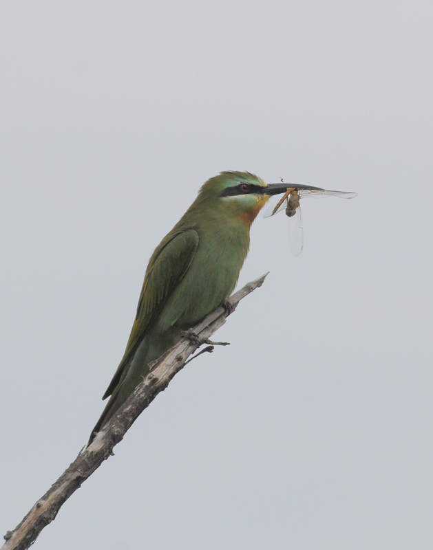 Bluecheeked Bee-Eater - Merops persicus