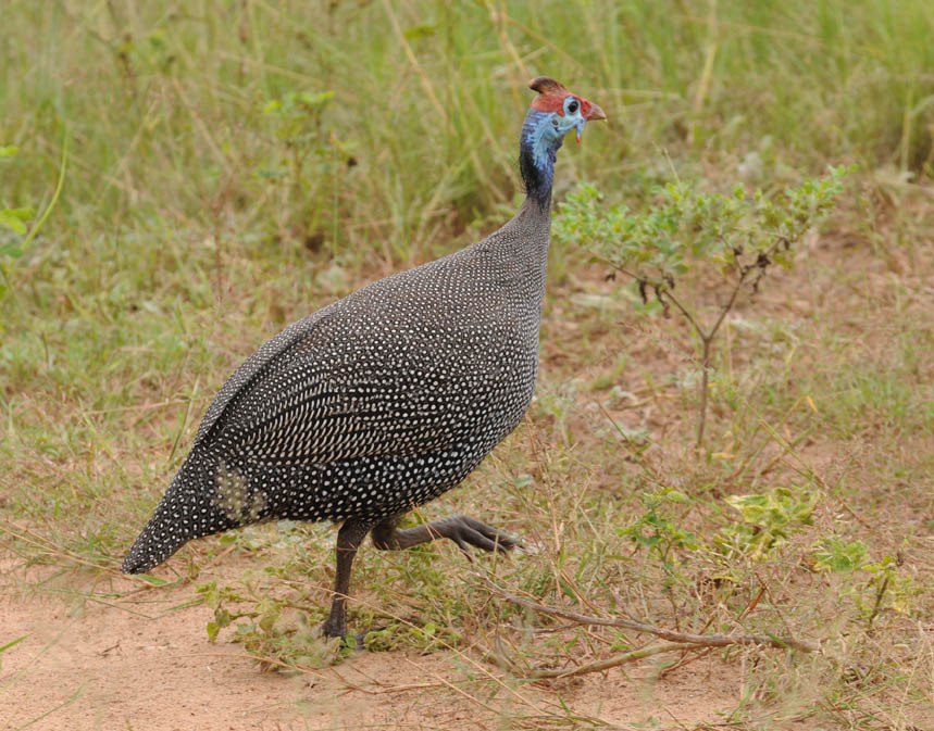 Helmeted Guineafowl - Numida meleagris