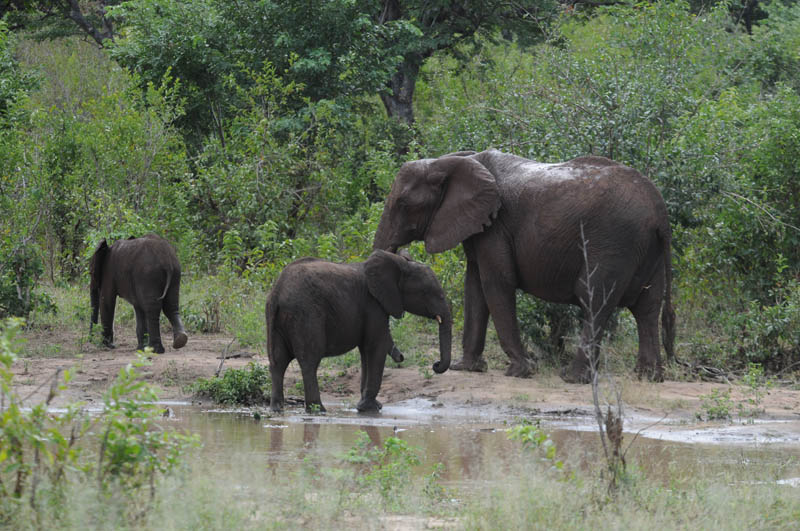 African Elephant - Loxodonta africana