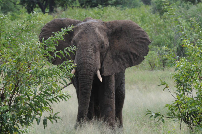 African Elephant - Loxodonta africana