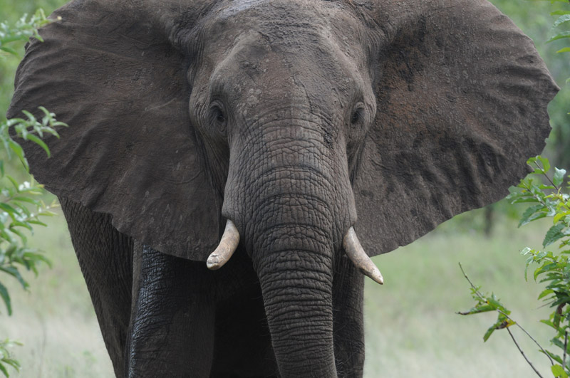 African Elephant - Loxodonta africana