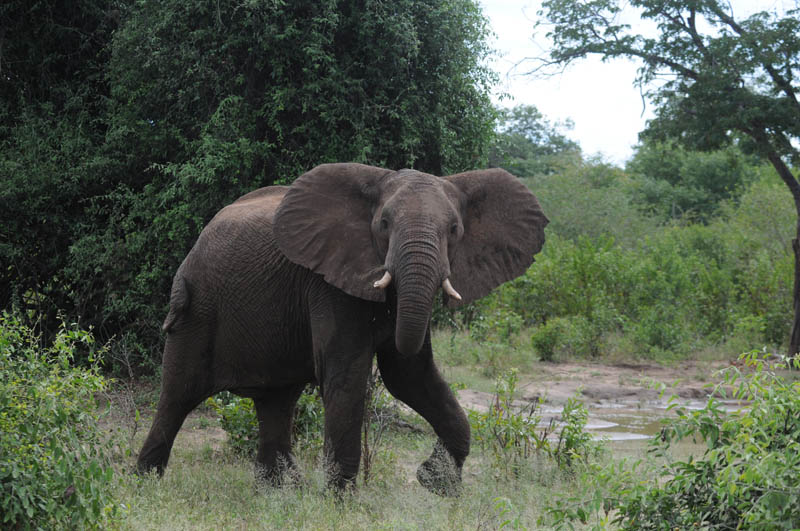 African Elephant - Loxodonta africana