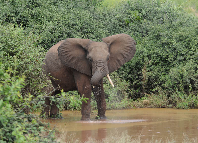 African Elephant - Loxodonta africana