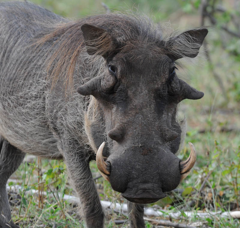 Common Warthog - Phacochoerus africanus